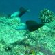 44- Poisson-flechettes a nageoires noires 